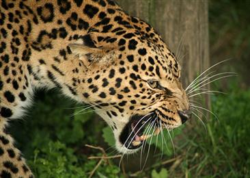 The big 5 African Leopard